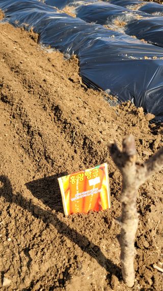 김영규님의 기타작물 · 영농일지 작성글 사진