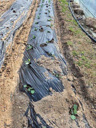 왕자농원님의 기타작물 · 영농일지 작성글 사진