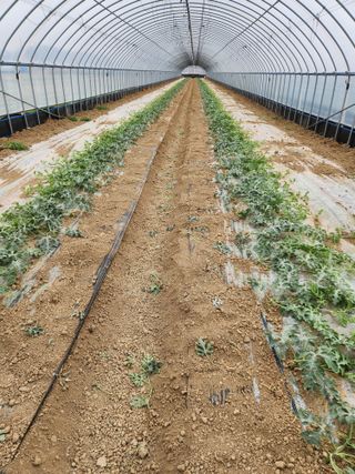 김저팔계님의 기타작물 · 영농일지 작성글 사진