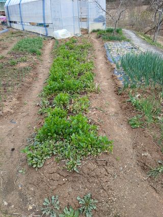 초보텃밭님의 기타작물 · 영농일지 작성글 사진