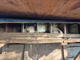 최복현님의 기타작물 · 영농일지 작성글 사진