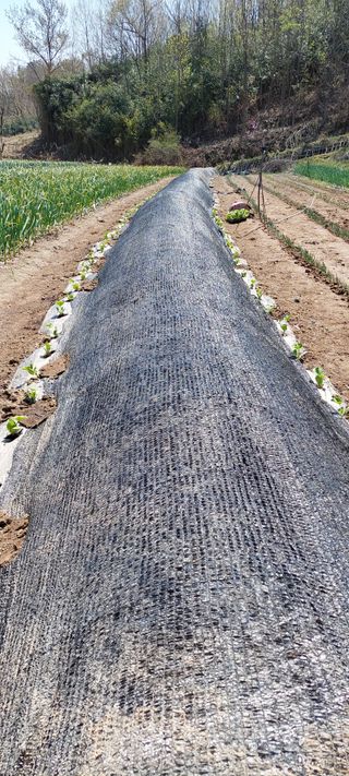 블루베리16577님의 기타작물 · 영농일지 작성글 사진