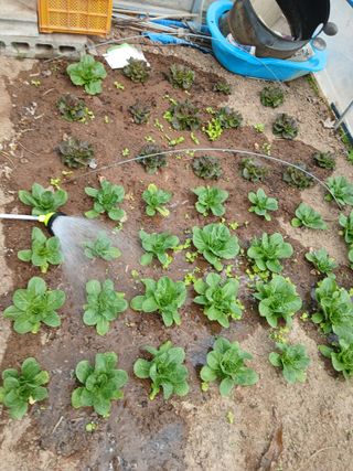 초보텃밭님의 기타작물 · 영농일지 작성글 사진