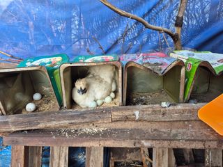 최복현님의 기타작물 · 영농일지 작성글 사진