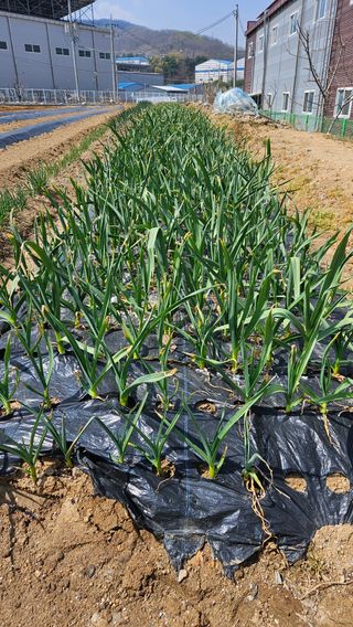 이순정님의 마늘 · 영농일지 작성글 사진