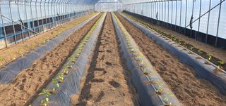 이상협님의 기타작물 · 영농일지 작성글 사진