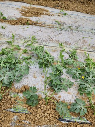 김저팔계님의 기타작물 · 영농일지 작성글 사진