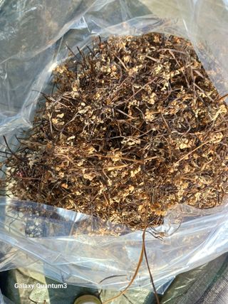 오금식(대청농원)님의 기타작물 · 영농일지 작성글 사진