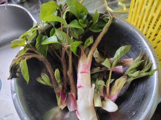 김홍중님의 두릅 · 영농일지 작성글 사진