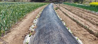 블루베리16577님의 기타작물 · 영농일지 작성글 사진