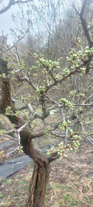 Blackbear님의 기타작물 · 영농일지 작성글 사진