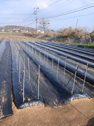 백영호님의 기타작물 · 영농일지 작성글 사진