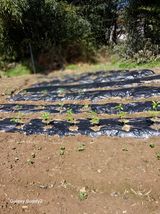 팜모닝 토마토·영농일지 게시글 이미지