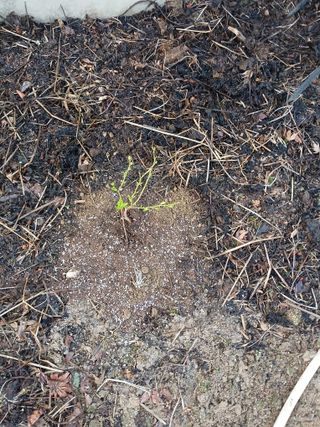 소나무님의 기타작물 · 영농일지 작성글 사진