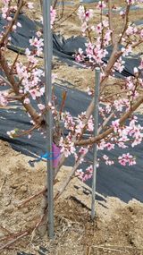 팜모닝 기타작물·영농일지 게시글 이미지