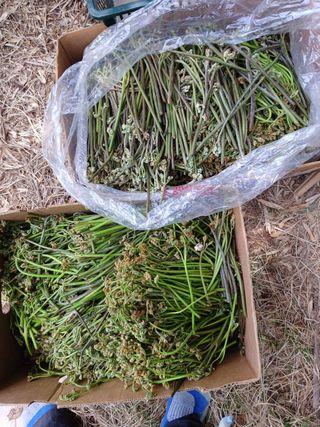 오금식(대청농원)님의 기타작물 · 영농일지 작성글 사진