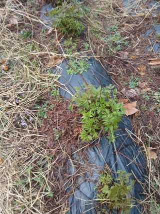 강지현님의 기타작물 · 영농일지 작성글 사진
