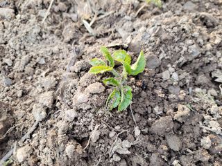 김홍중님의 두릅 · 영농일지 작성글 사진