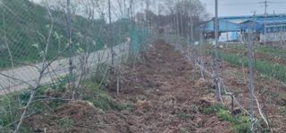 황금알대박농원!님의 사과 · 영농일지 작성글 사진