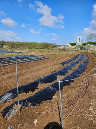 김영규님의 기타작물 · 영농일지 작성글 사진