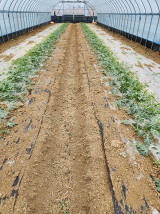 김저팔계님의 기타작물 · 영농일지 작성글 사진