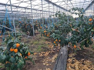 박동수님의 귤 · 영농일지 작성글 사진