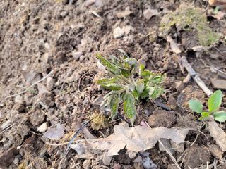 김홍중님의 두릅 · 영농일지 작성글 사진