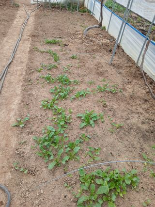 초보텃밭님의 기타작물 · 영농일지 작성글 사진