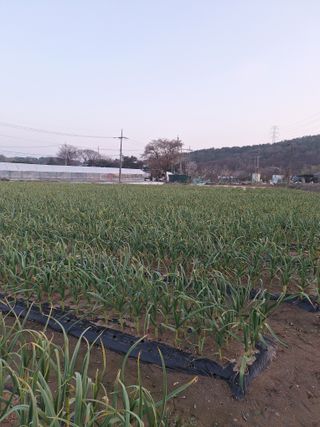 마늘25328님의 기타작물 · 영농일지 작성글 사진