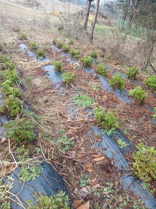 강지현님의 기타작물 · 영농일지 작성글 사진