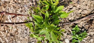 대봉농원 이경화님의 기타작물 · 영농일지 작성글 사진