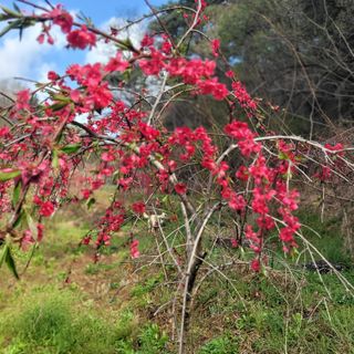 김선순(공룡자색마)님의 기타작물 · 영농일지 작성글 사진