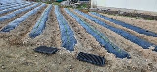 귀농인님의 양파 · 영농일지 작성글 사진