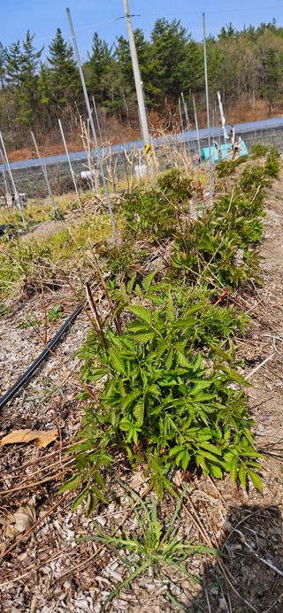 대봉농원 이경화님의 기타작물 · 영농일지 작성글 사진