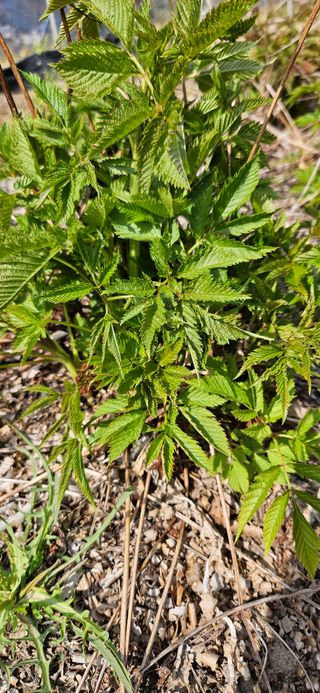 대봉농원 이경화님의 기타작물 · 영농일지 작성글 사진