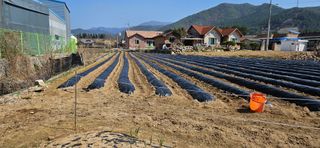 귀농인님의 옥수수 · 영농일지 작성글 사진