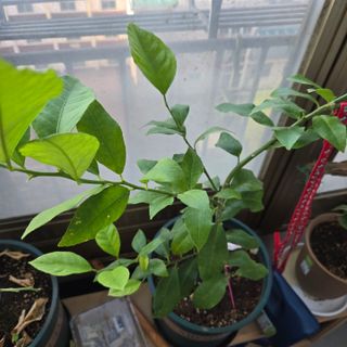 필라댄스농부님의 기타작물 · 영농일지 작성글 사진