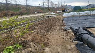 늘푸른 농장주님의 기타작물 · 영농일지 작성글 사진