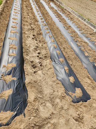 gksfid1112님의 기타작물 · 영농일지 작성글 사진