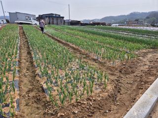 양홍주님의 고추 · 영농일지 작성글 사진