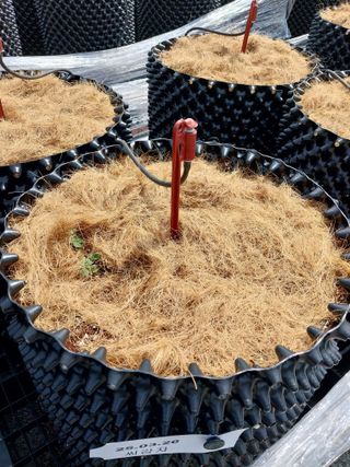 김세용님의 감자 · 영농일지 작성글 사진