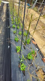 팜모닝 기타작물·영농일지 게시글 이미지