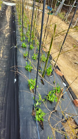 김호열님의 기타작물 · 영농일지 작성글 사진