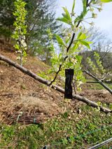 팜모닝 자두·영농일지 게시글 이미지