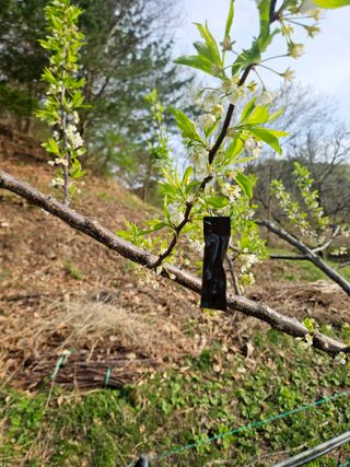 윤장원님의 자두 · 영농일지 작성글 사진