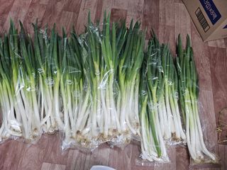 코스모스뚱님의 기타작물 · 영농일지 작성글 사진