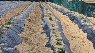 임일재님의 기타작물 · 영농일지 작성글 사진