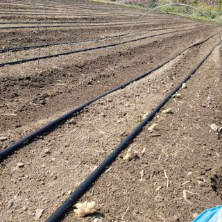 김선순(공룡자색마)님의 기타작물 · 영농일지 작성글 사진