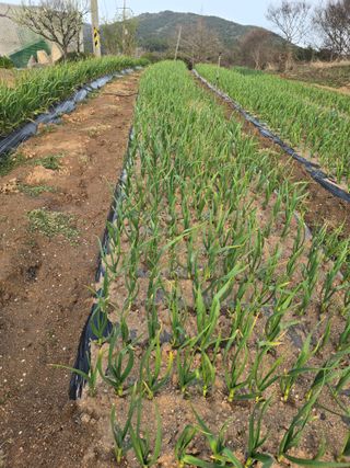 영춘아짐님의 기타작물 · 영농일지 작성글 사진