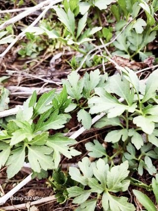 님의 기타작물 · 영농일지 작성글 사진